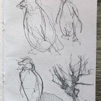 9. Pencil sketch on paper of penguins.