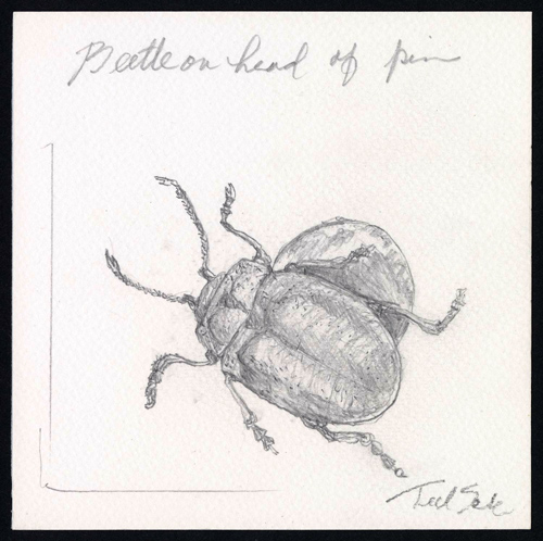 "Beetle on Head of a Pin" in graphite pencil by Teel Sale.