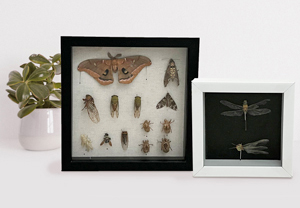 Two framed boxes of dead bugs and a potted plant