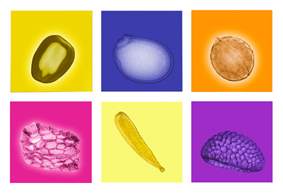 X-rays of seeds against colored tiles.