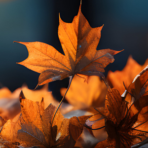 Fall leaves on a wooden bench