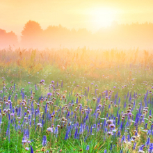 Sunrise over a meadow of wildflowers