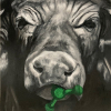 Black-and-white drawing of the face of a bull with something green in his mouth.